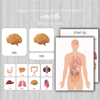 כרטיסיות מונטסוריות 3 חלקים בנושא: גוף האדם איברים פנימיים [להדפסה+דף עבודה מתנה]
