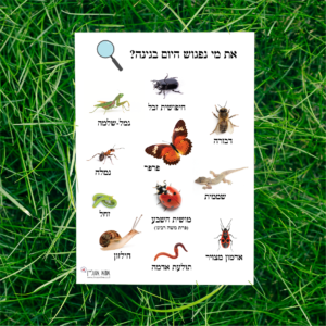 פוסטר חקר חרקים להדפסה לילדים- את מי נפגוש היום בגינה? +דף תצפית להדפסה במתנה